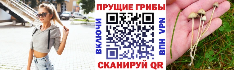 Галлюциногенные грибы Psilocybine cubensis  Николаевск-на-Амуре 
